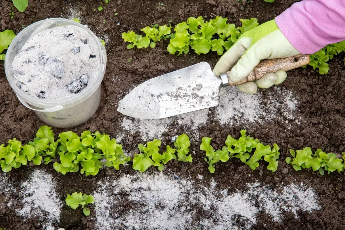 Gartenarbeit mit Asche im Garten: Eine Hand in einem grünen Handschuh hält eine kleine Schaufel, die mit Asche bedeckt ist. Daneben steht ein Eimer voller Asche. Junge Salatpflanzen wachsen im Boden.