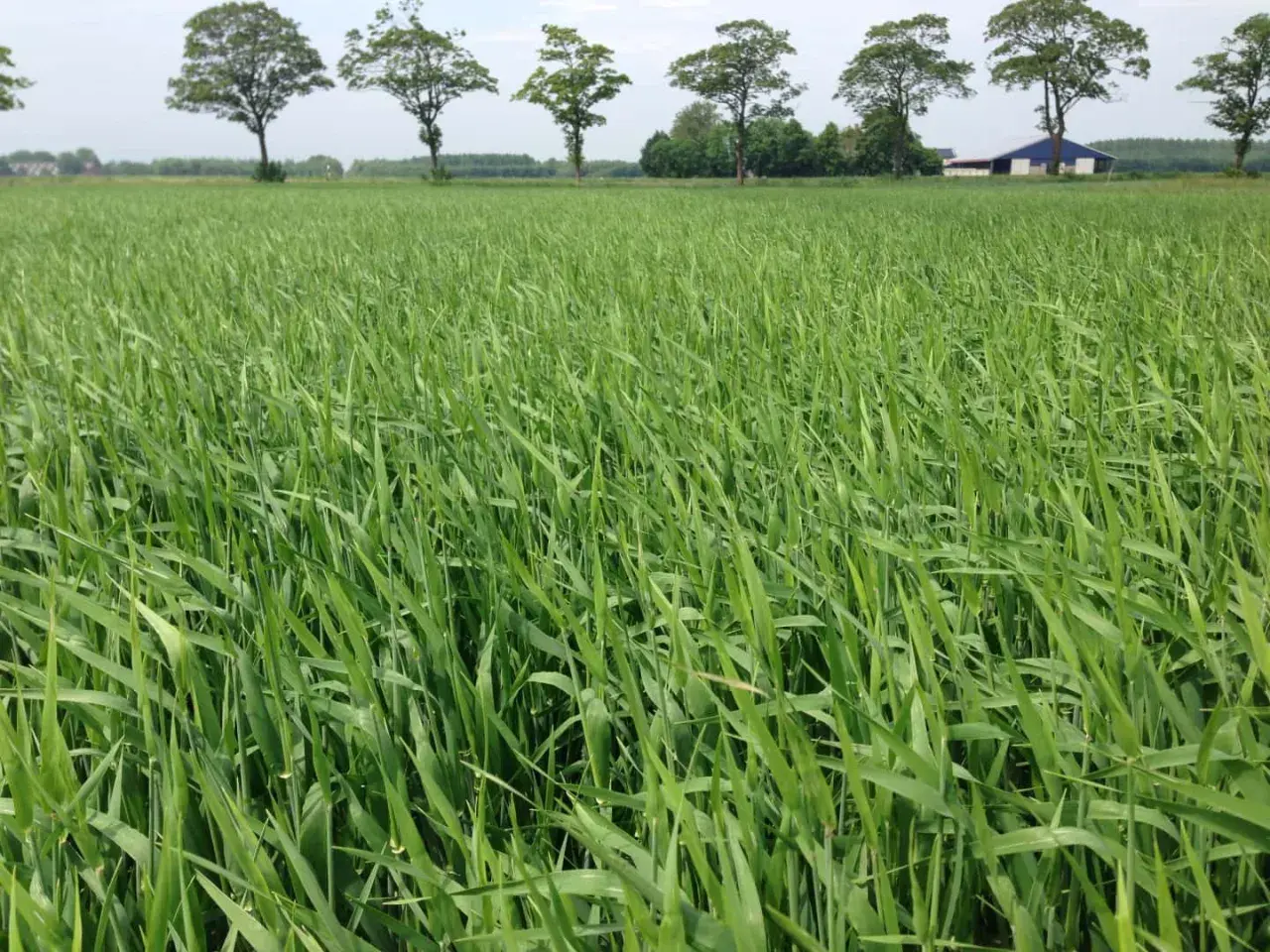 Ein weites Feld mit jungem Sommerweizen, das auf eine erfolgreiche Aussaat hoffen lässt. Bäume und ein Gebäude säumen den Horizont.