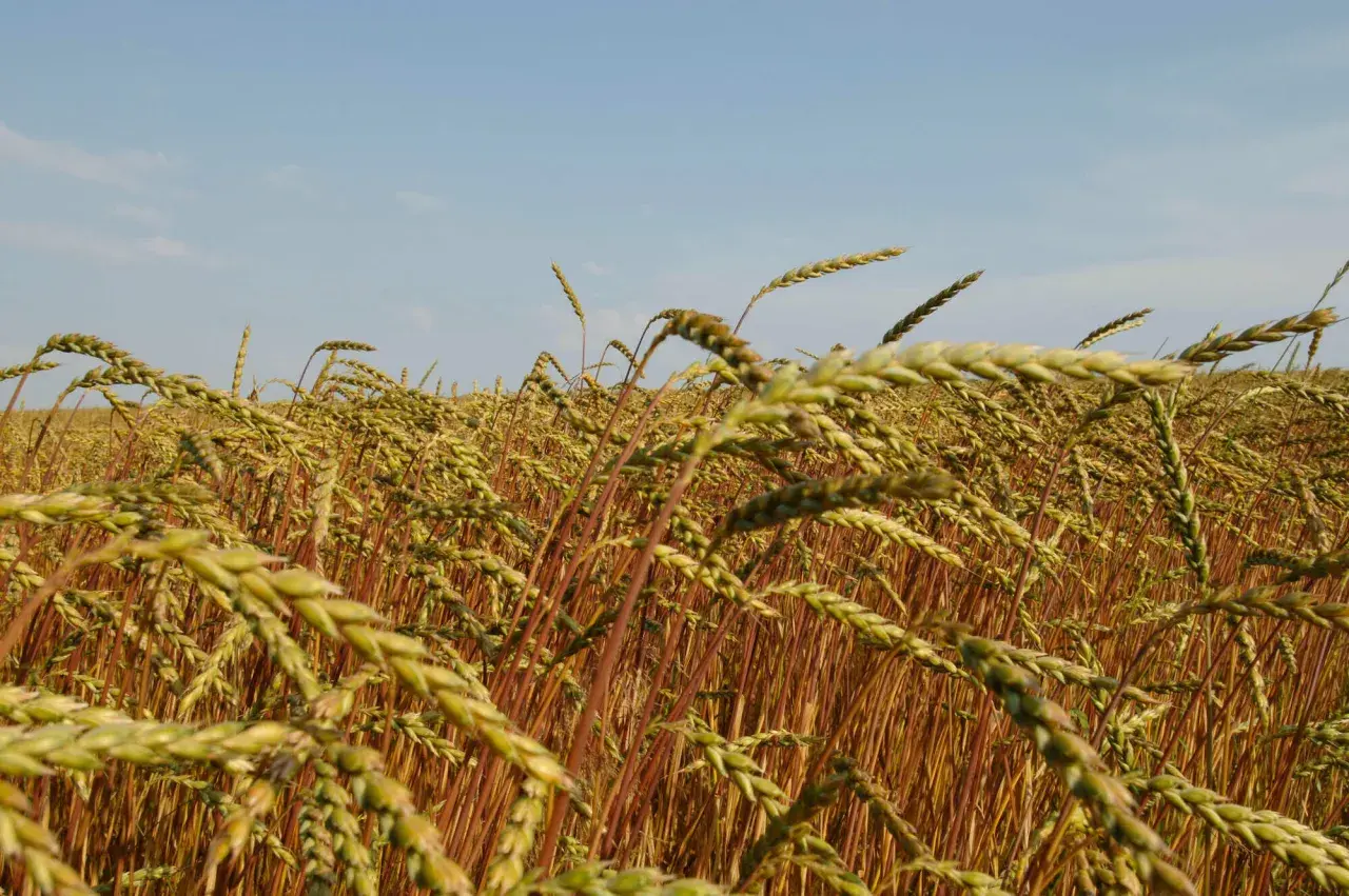 Ein Feld mit reifem Dinkel im Sonnenschein. Der Dinkelanbau verspricht eine reiche Ernte.