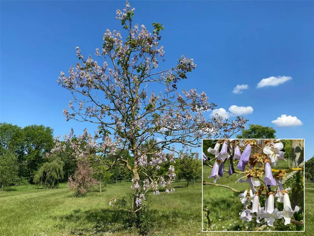 Blauglockenbaum verboten, warum? Dieser Baum blüht wunderschön, aber seine Ausbreitung ist problematisch.