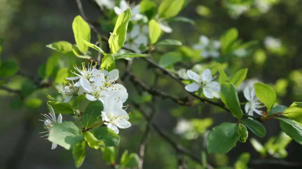 Zarte weiße Blüten und grüne Blätter an einem Ast. Die Schlehe pflanzen ist eine Freude im Frühling.