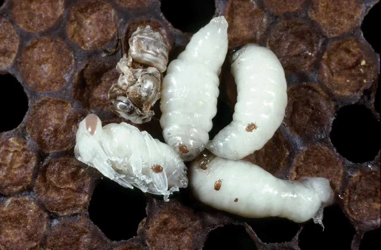 Bienenbrut mit Larven und Puppen, befallen von der Tropilaelaps milbe.