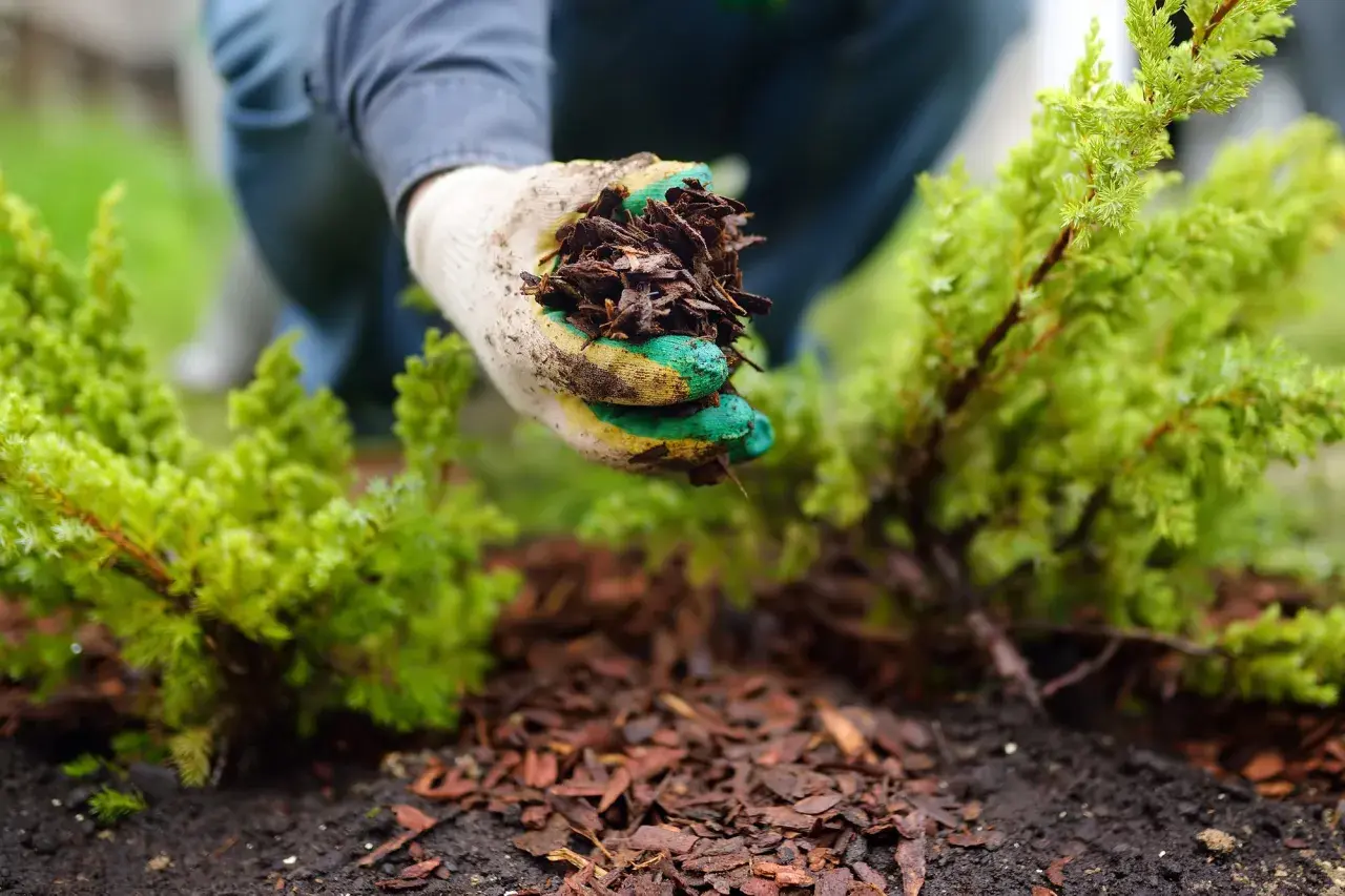 Gartenarbeit: Eine Hand mit Handschuh hält Rindenmulch für das Mulchen mit Stroh um eine kleine grüne Pflanze.