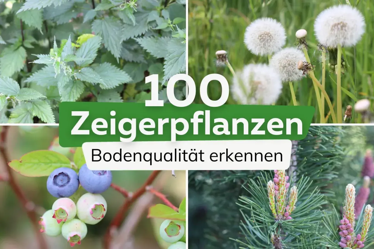 100 Zeigerpflanzen: Brennnessel, Löwenzahn, Blaubeeren und Kiefernzapfen zeigen Bodenqualität.