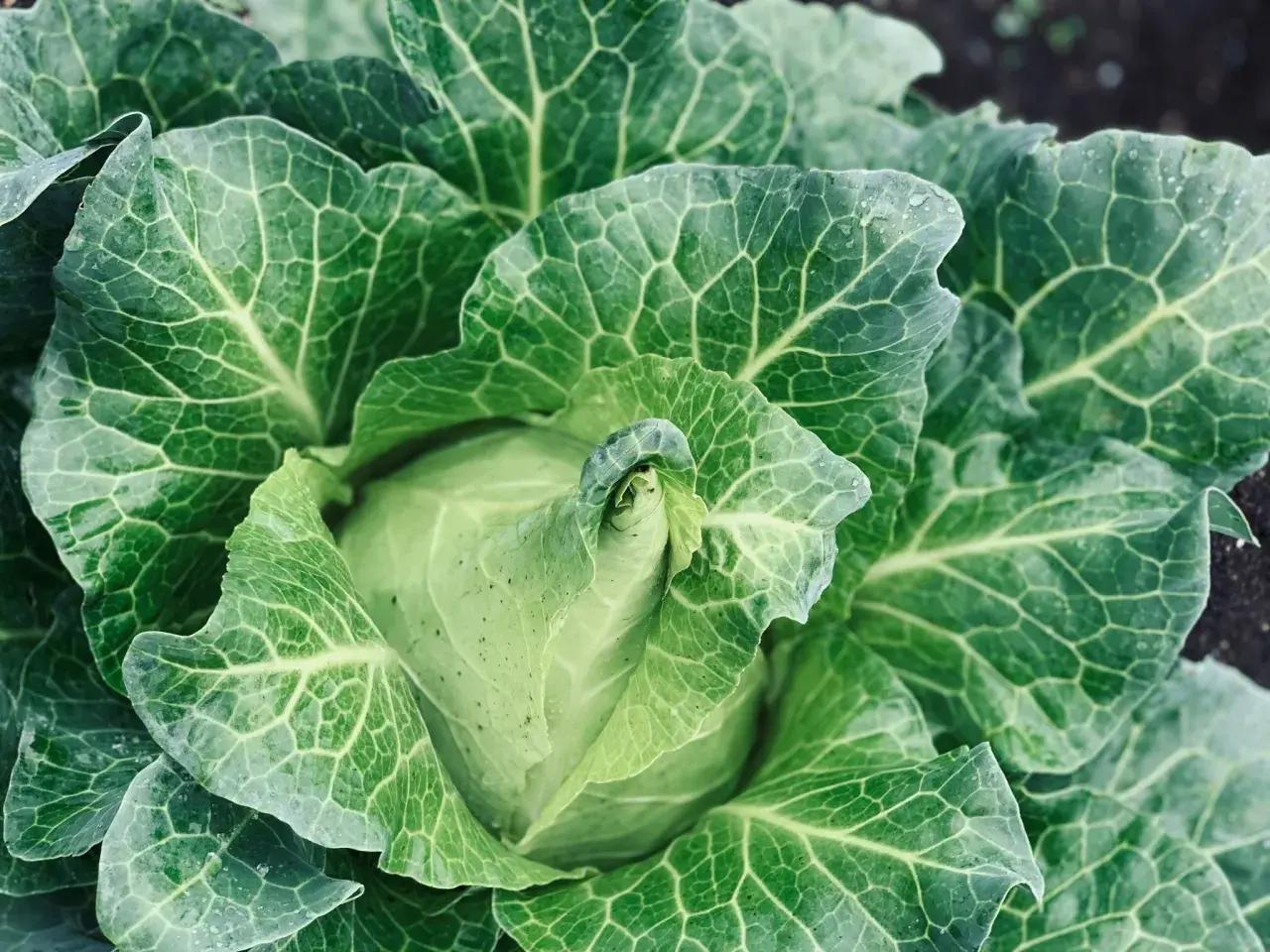 Nahaufnahme eines grünen Spitzkohls im Garten. Die Blätter sind groß, wellig und von feinen Adern durchzogen. So sieht spitzkohl aus.