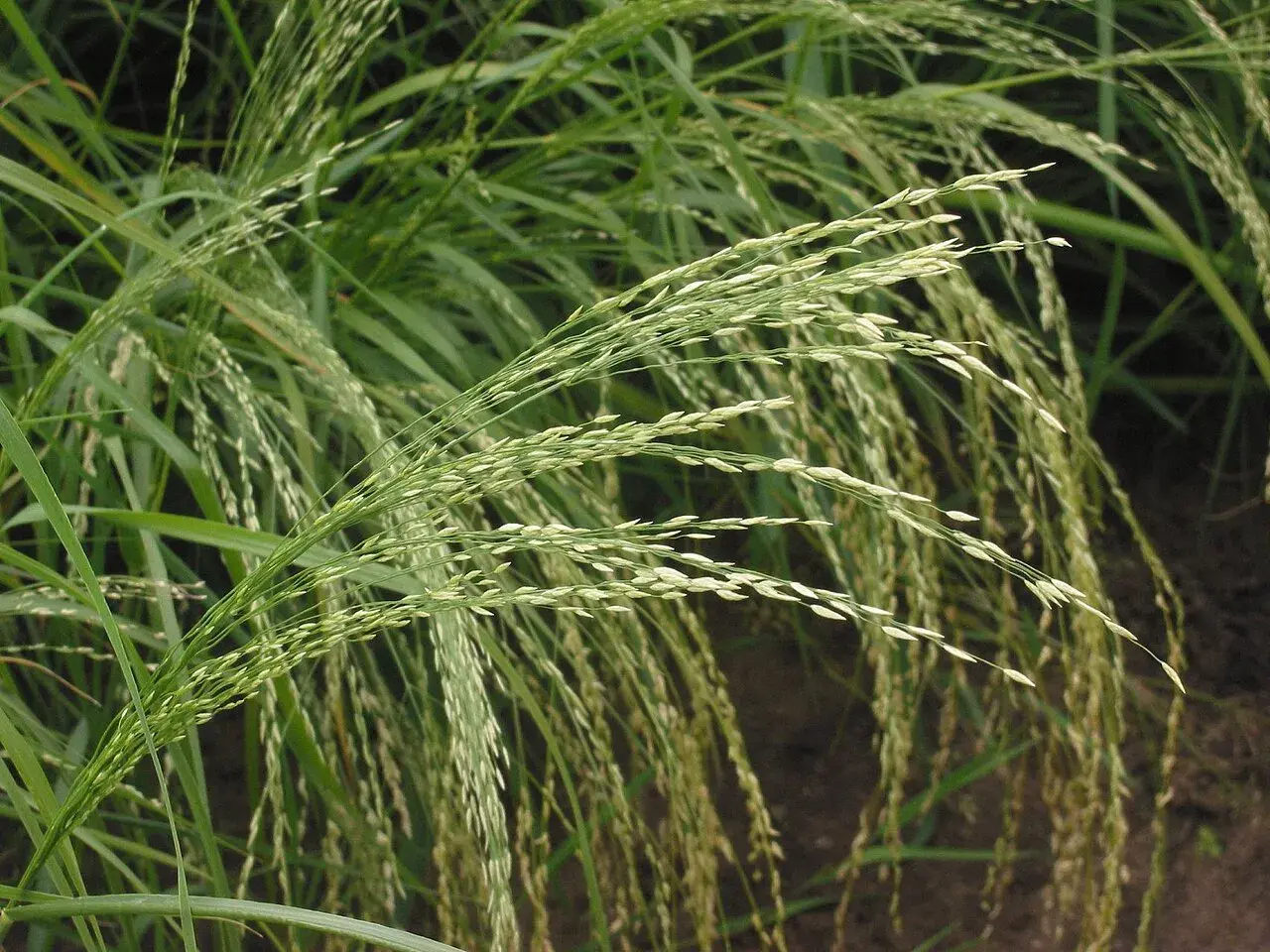 Zarte Ähren von Teff-Gras wiegen sich im Wind.