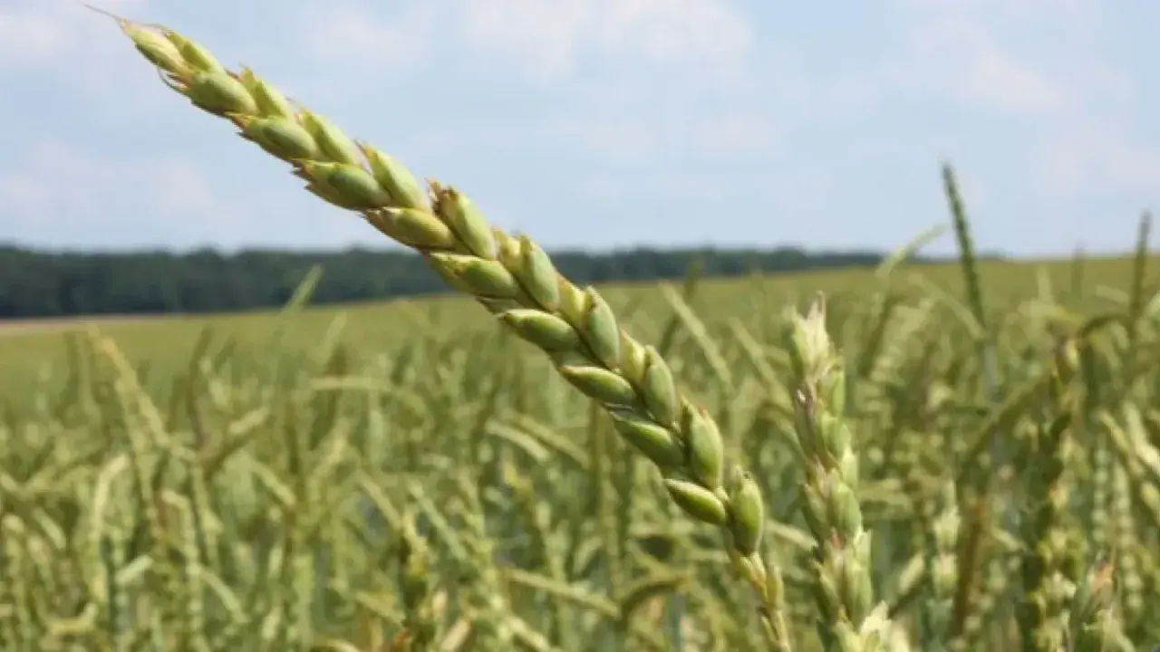 Nahaufnahme einer grünen Dinkelähre vor einem Feld. Die Ähre verspricht guten Dinkel Ertrag pro ha.