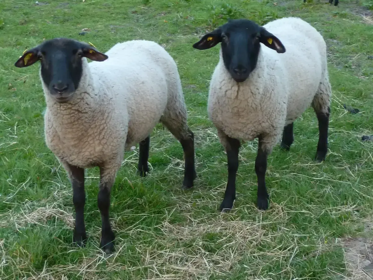 Zwei Schafe mit schwarzen Köpfen und Beinen stehen auf einer grünen Wiese. Sie warten geduldig auf ihre Behandlung zur **Schafsentwurmung**.
