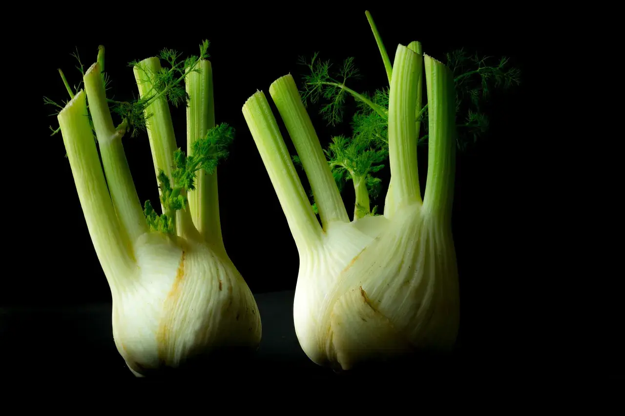 Zwei frische Knollenfenchel mit grünen Wedeln auf schwarzem Hintergrund. Perfekt, um Knollenfenchel anzubauen und zu genießen.