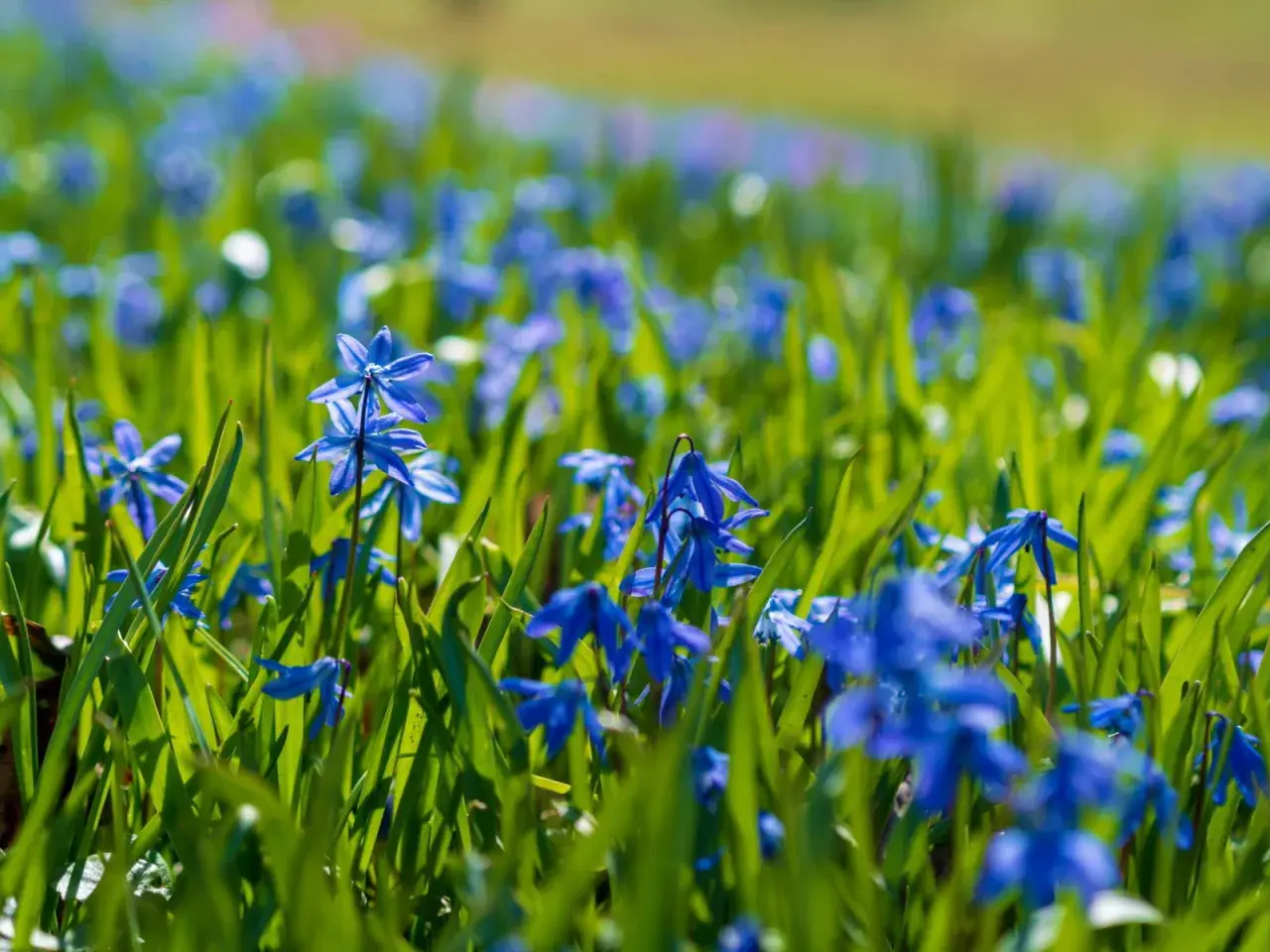 Ein Feld voller blauer Scilla-Pflanzen im Sonnenschein. Die zarten Blüten bilden einen Teppich aus Farbe im grünen Gras.