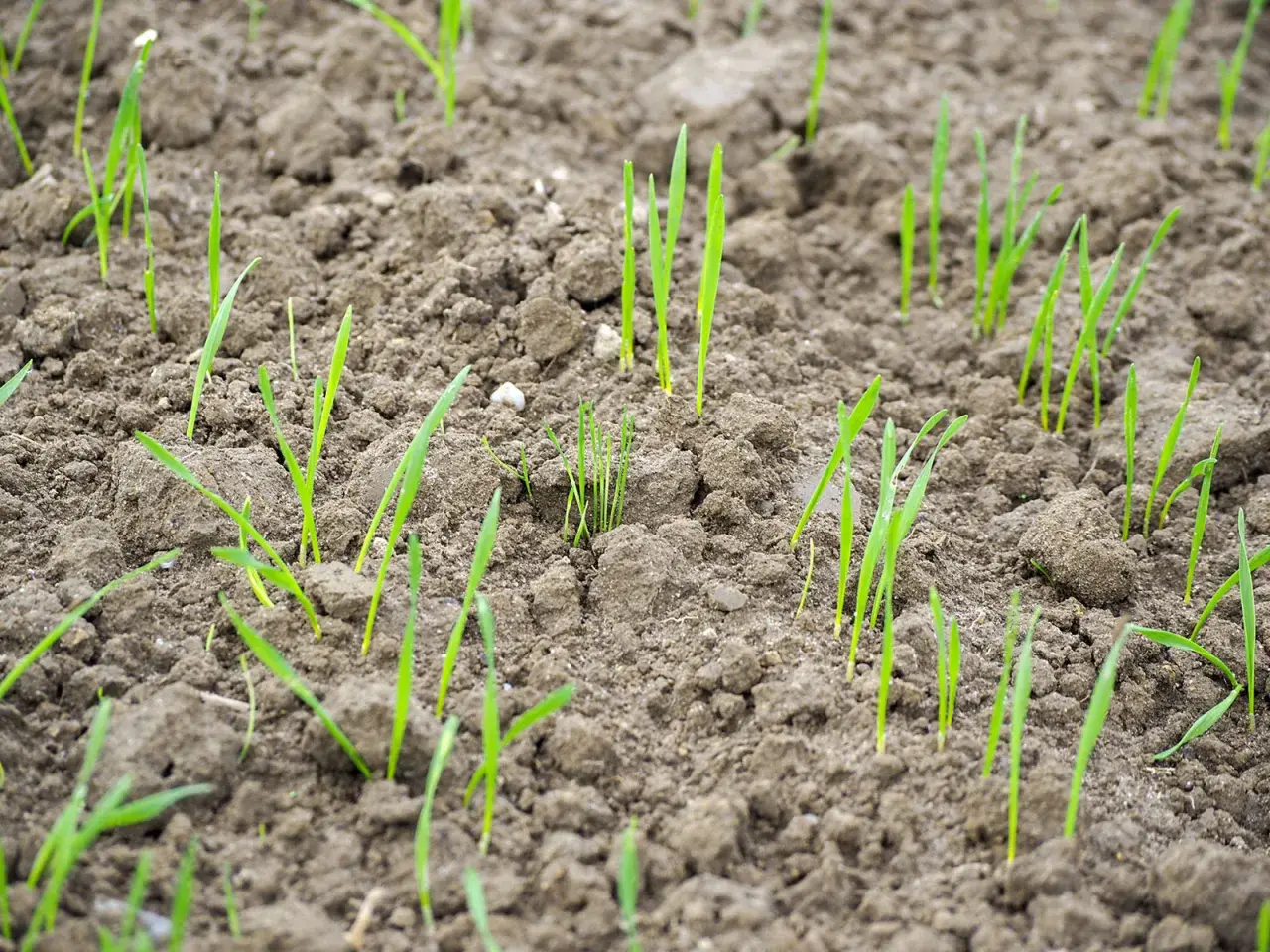 Junge grüne Triebe sprießen aus feuchter Erde. Die Aussaat von Winterweizen beginnt, ein Zeichen für den nahenden Herbst.