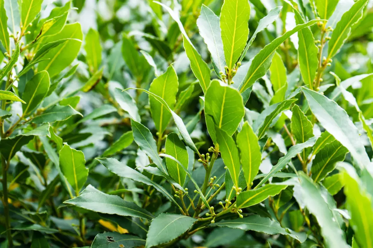 Grüne Lorbeerblätter mit kleinen Knospen. Die Lorbeer pflege ist einfach, diese Pflanze ist robust und pflegeleicht.