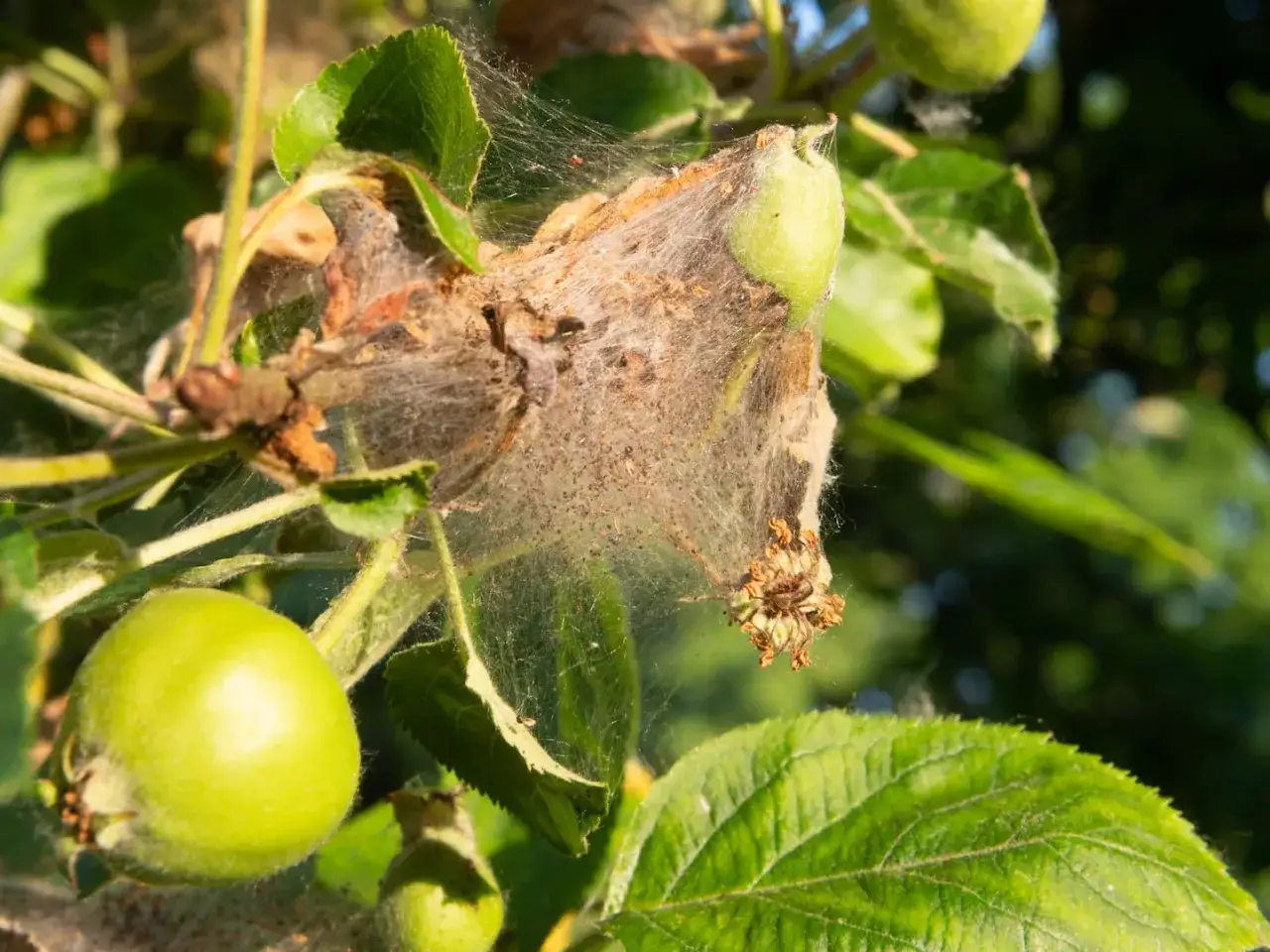 Ein Apfelbaum mit einem Gespinst, das von Spinnmilben befallen ist. Kleine grüne Äpfel sind zu sehen.