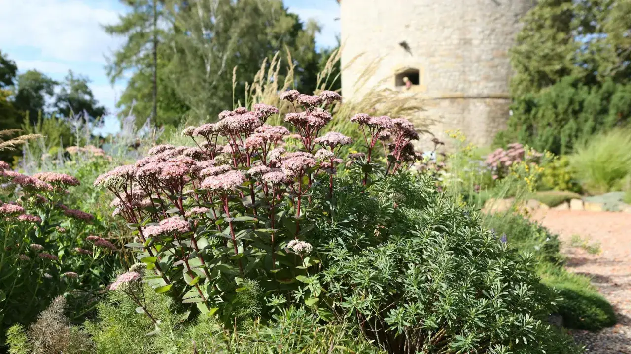 Ein Garten mit rosa Bl&uuml;ten der Fetthenne im Vordergrund. Im Hintergrund ein alter Turm und B&auml;ume.