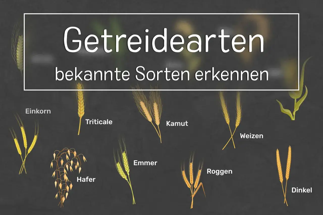 Illustration zeigt verschiedene Getreidearten wie Einkorn, Triticale, Kamut, Weizen, Emmer, Roggen, Dinkel und Hafer.