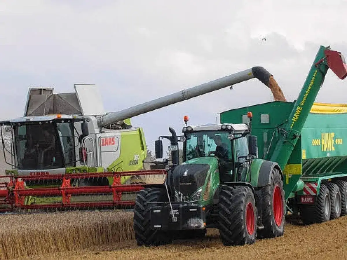 M&auml;hdrescher und Traktor mit Anh&auml;nger ernten Getreide. Die Erntezeit ist gekommen, wann wird roggen geerntet?