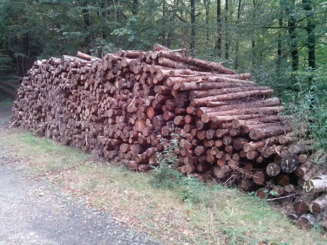 Ein gro&szlig;er Stapel frisch geschlagenes Brennholz liegt am Waldrand. Die Preise f&uuml;r Brennholz im Wald sind hier gut sichtbar.
