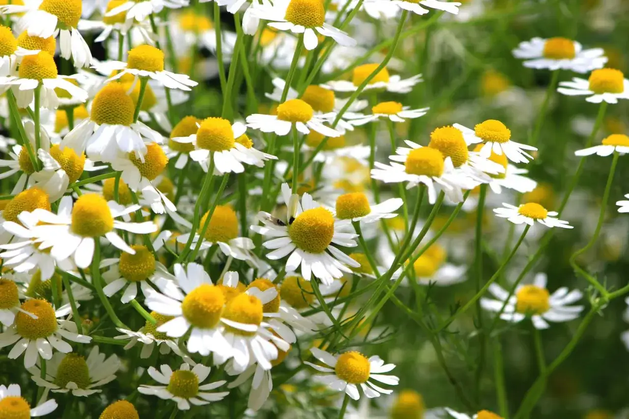 Ein Feld voller wilder Kamille bl&uuml;ht in voller Pracht. Die kleinen wei&szlig;en Bl&uuml;ten mit den gelben Zentren sind ein Blickfang.