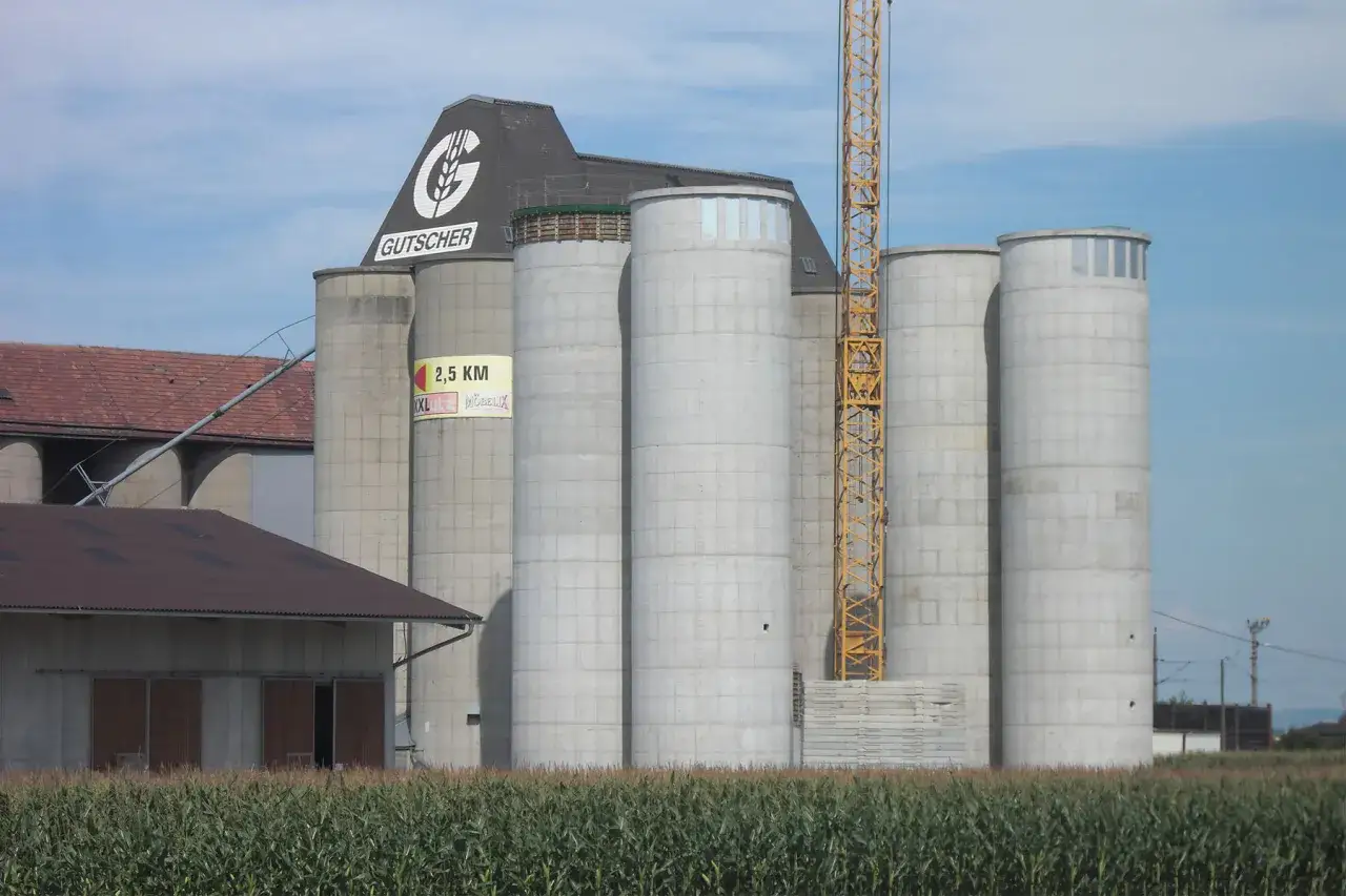 Mehrere hohe Betonsilos, ein Teil eines Gutscher-Gebäudes, stehen neben einem Maisfeld.