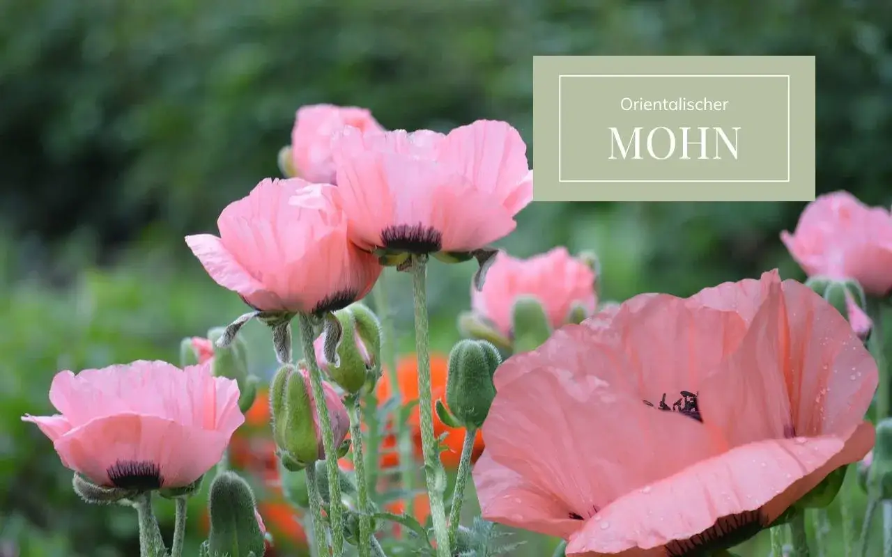 Zarte, rosafarbene Blüten des orientalischen Mohns blühen im Garten.