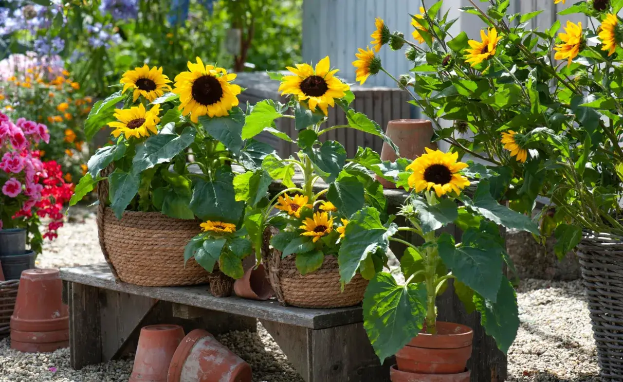 Sonnenblumen anbauen: Mehrere sonnige Sonnenblumen in Körben und Töpfen auf einer Holzbank, umgeben von anderen Blumen und Terrakotta-Töpfen.