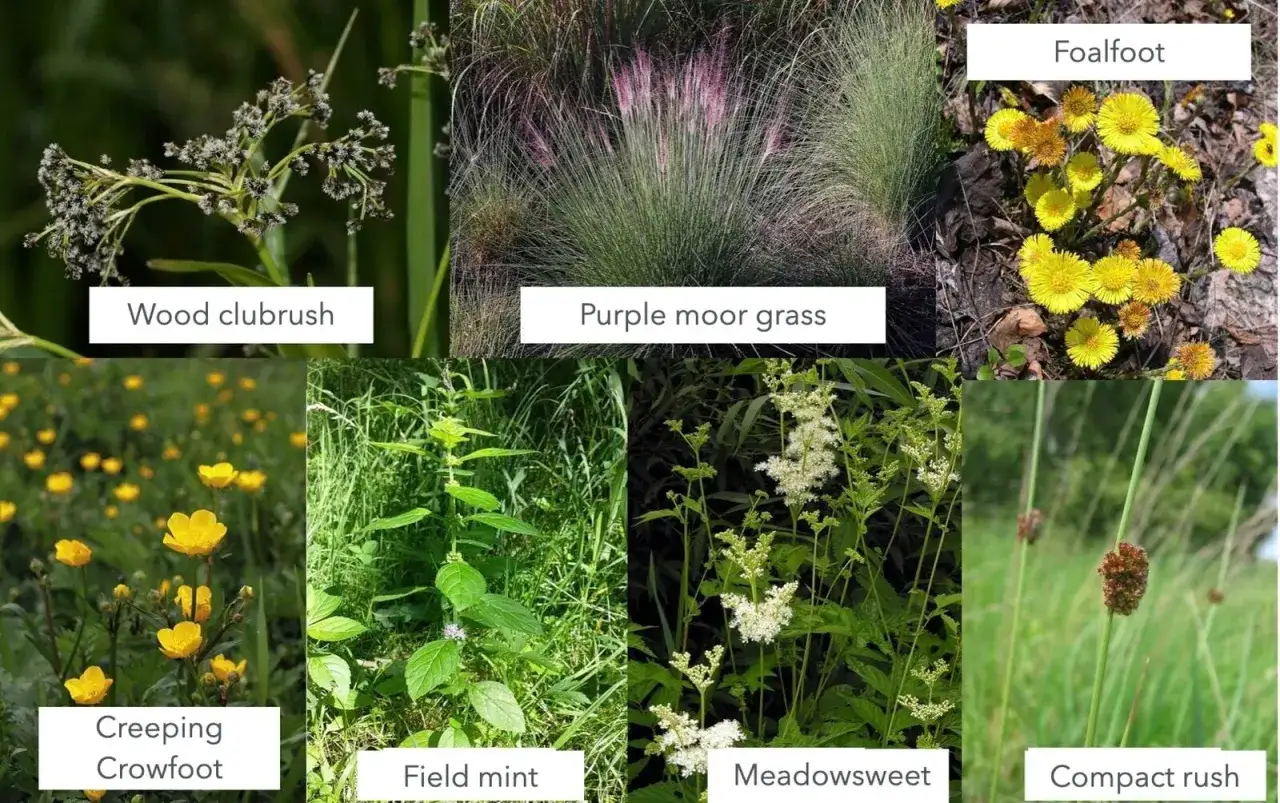 Bilder von verschiedenen Pflanzen: Wood clubrush, Purple moor grass, Foalfoot, Creeping Crowfoot, Field mint, Meadowsweet, Compact rush. Diese sind Beispiele dafür, was sind Zeigerpflanzen.