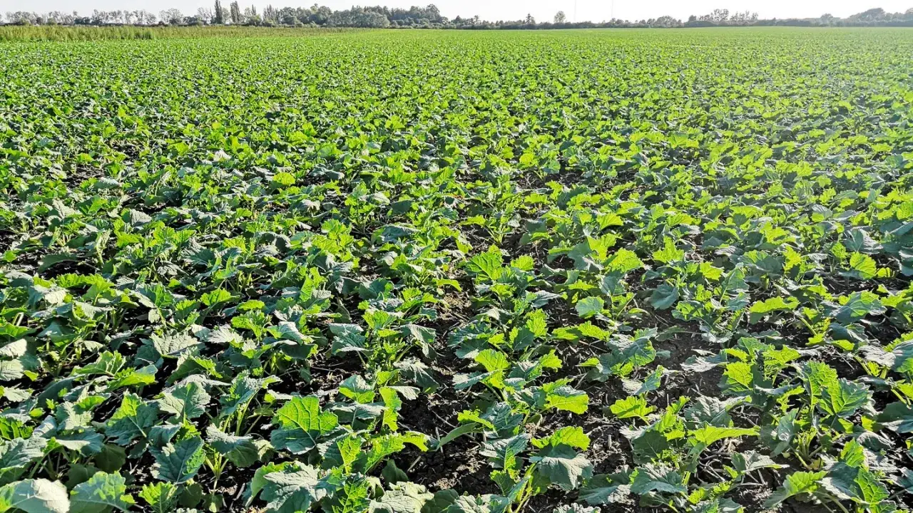 Weites Feld mit jungen Raps-Pflanzen. Die üppige grüne Vegetation verspricht einen guten Raps-Ertrag pro Hektar.