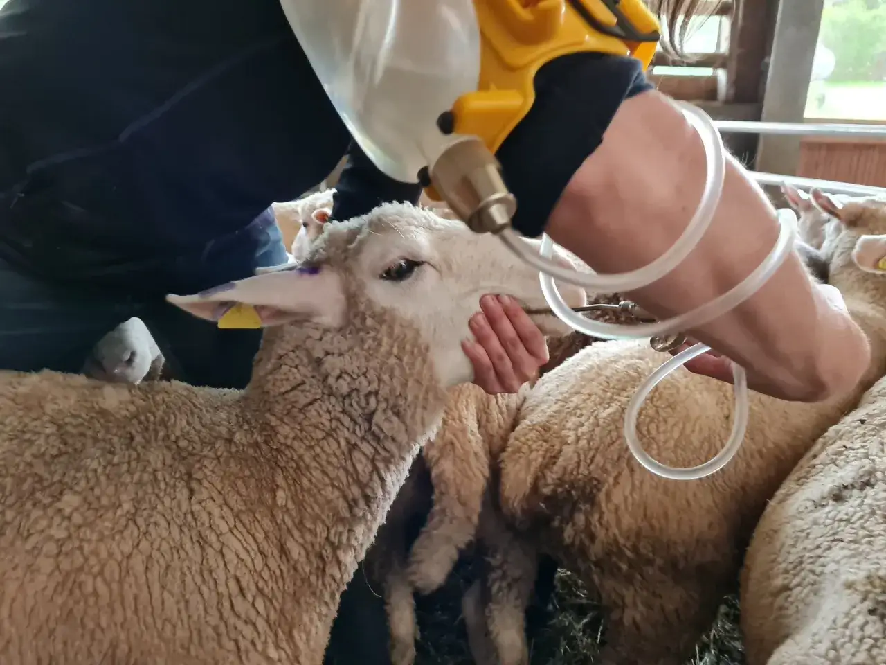 Eine Hand hält den Kopf eines Schafes, während eine andere Person mit einem gelben Gerät und einem Schlauch Flüssigkeit verabreicht. Dies ist Teil der Routine zur Schafsentwurmung.