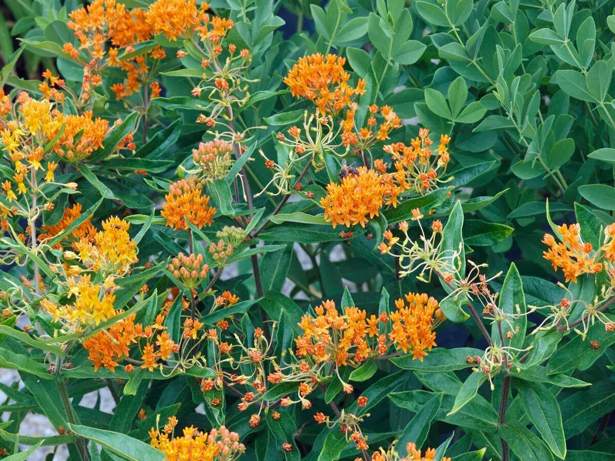 Leuchtend orange Bl&uuml;ten der Seidenpflanze, die trotz ihres Verbots in manchen Regionen als Lebensraum f&uuml;r Insekten dient.