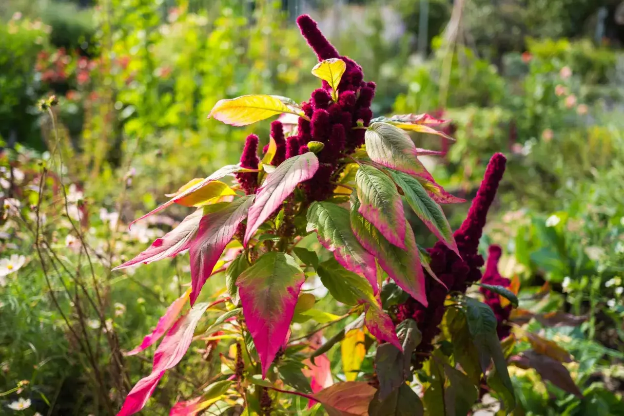 Ein Amaranth-Strauch mit tiefroten Blütenständen und bunten Blättern, die sich zum Anbauen eignen.