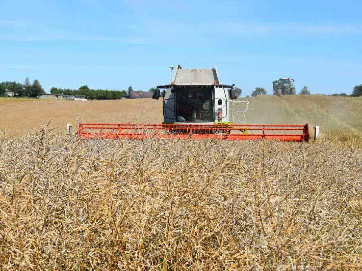 M&auml;hdrescher erntet Hirse auf einem Feld unter blauem Himmel. Ein Traktor f&auml;hrt im Hintergrund.