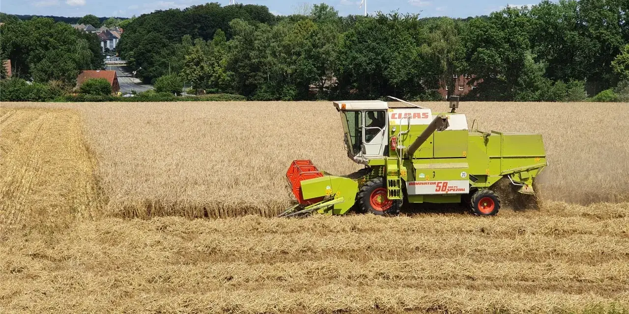 Mähdrescher erntet goldgelbes Getreide. Die Frage, wann wird Wintergerste geerntet, beantwortet sich hier: im Sommer, wenn das Korn reif ist.