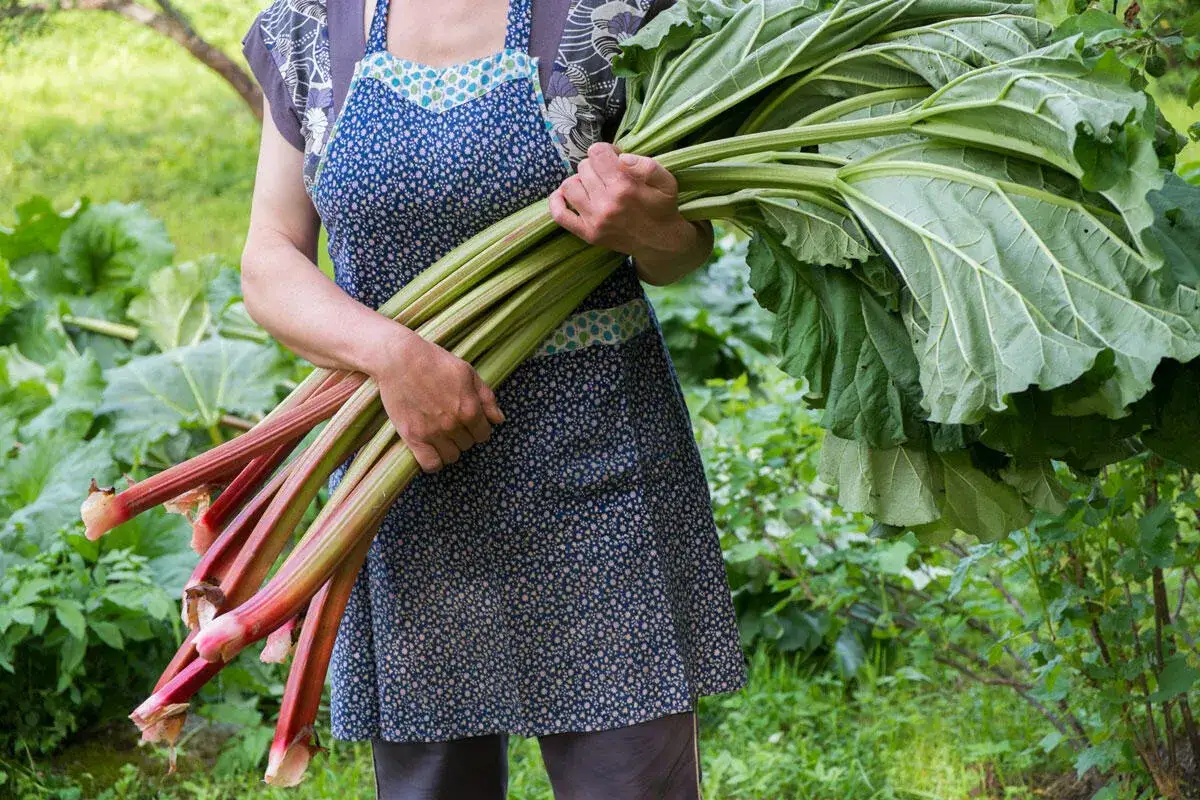 Frau hält frisch geernteten, reifen Rhabarber mit roten Stielen und großen grünen Blättern im Garten.