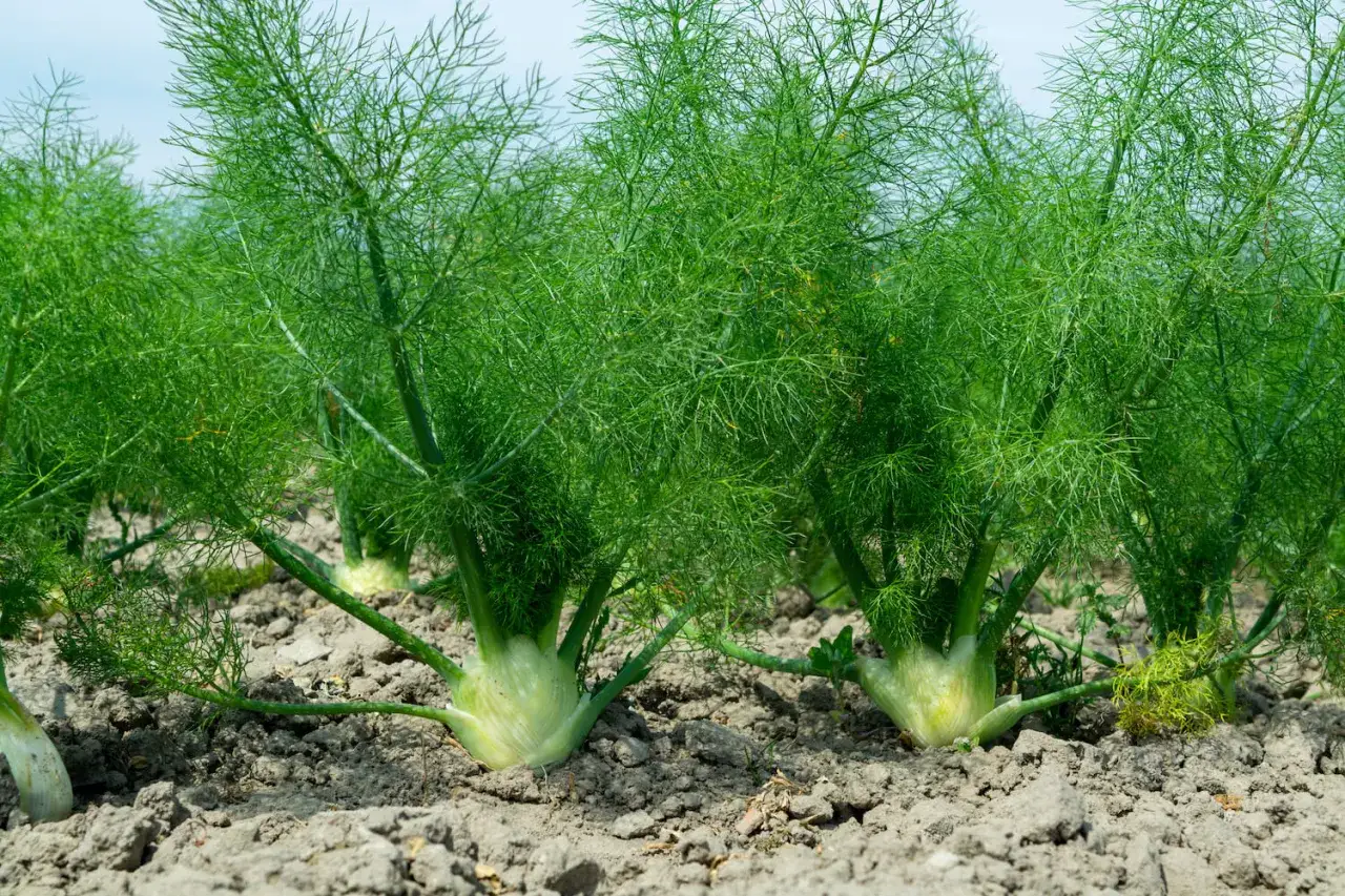 Grüner Knollenfenchel wächst im Boden. Die Pflanzen haben feine, dillartige Blätter und bilden unten dicke, weiße Knollen. So kann man Knollenfenchel anbauen.