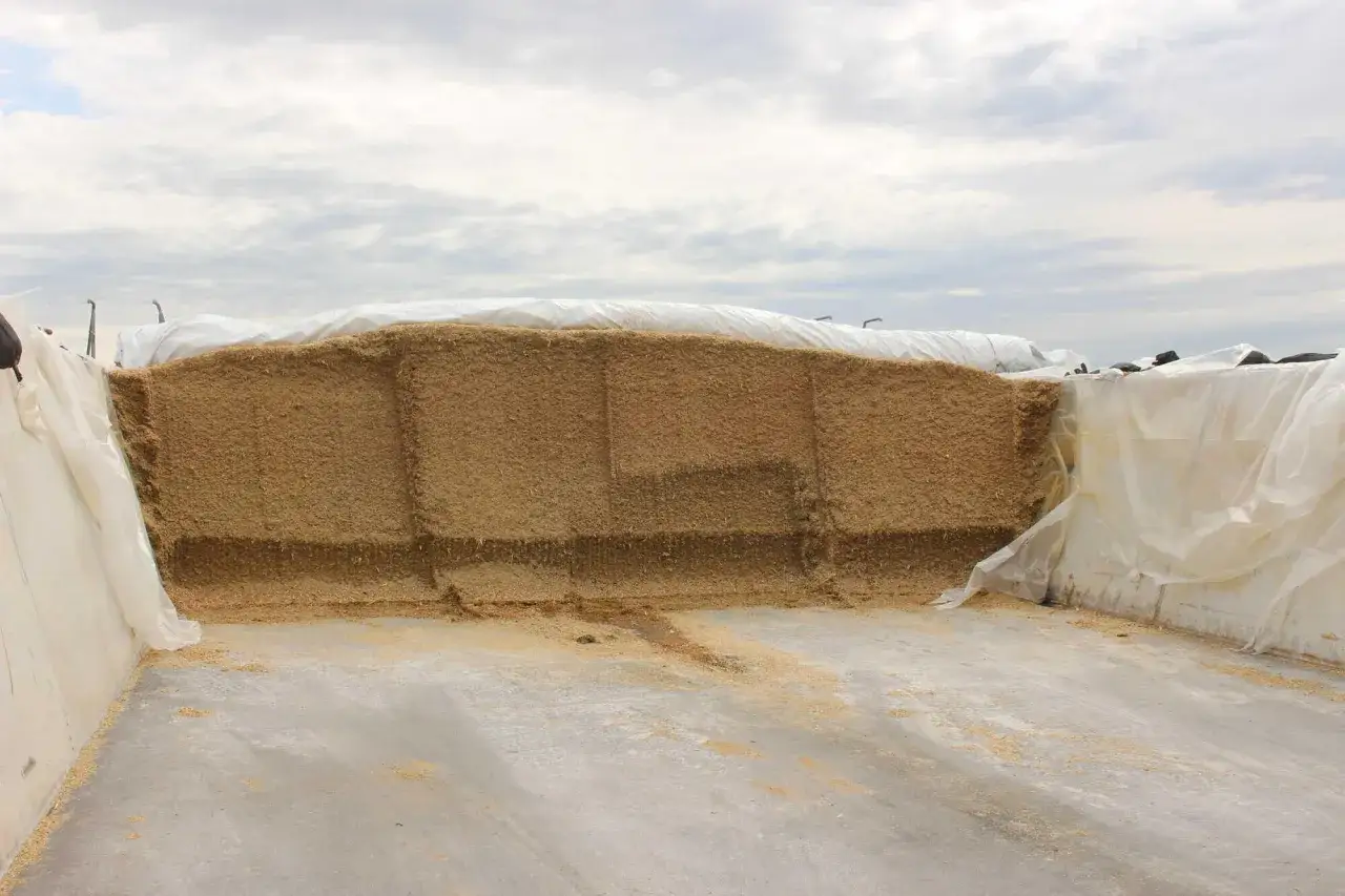 Großer Silo mit Futter für die Landwirtschaft, bedeckt mit weißer Folie.