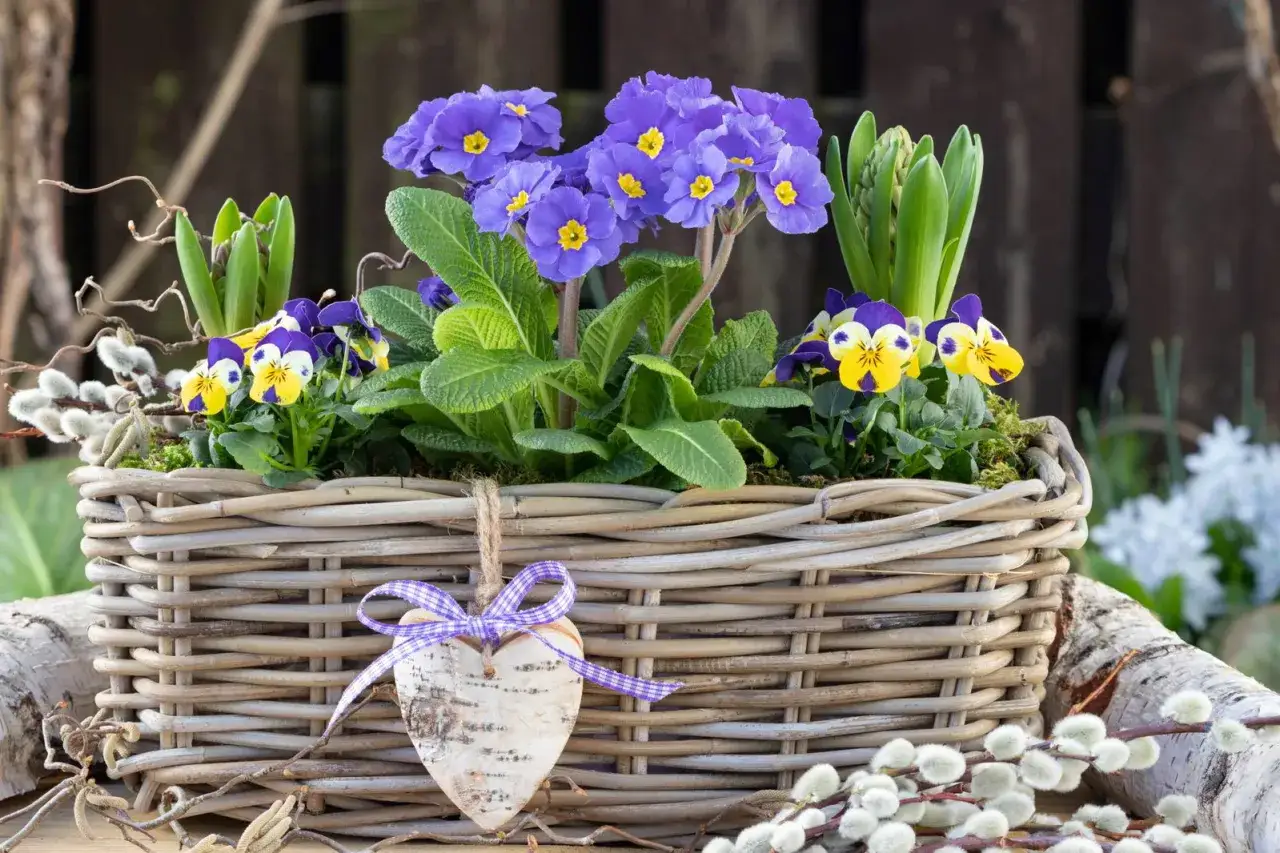 Frühlingskorb mit Veilchen und Primeln, ein Herzanhänger und Kätzchenzweige. Ein schöner Gruß, wie eine Bauernregel zum Valentinstag.