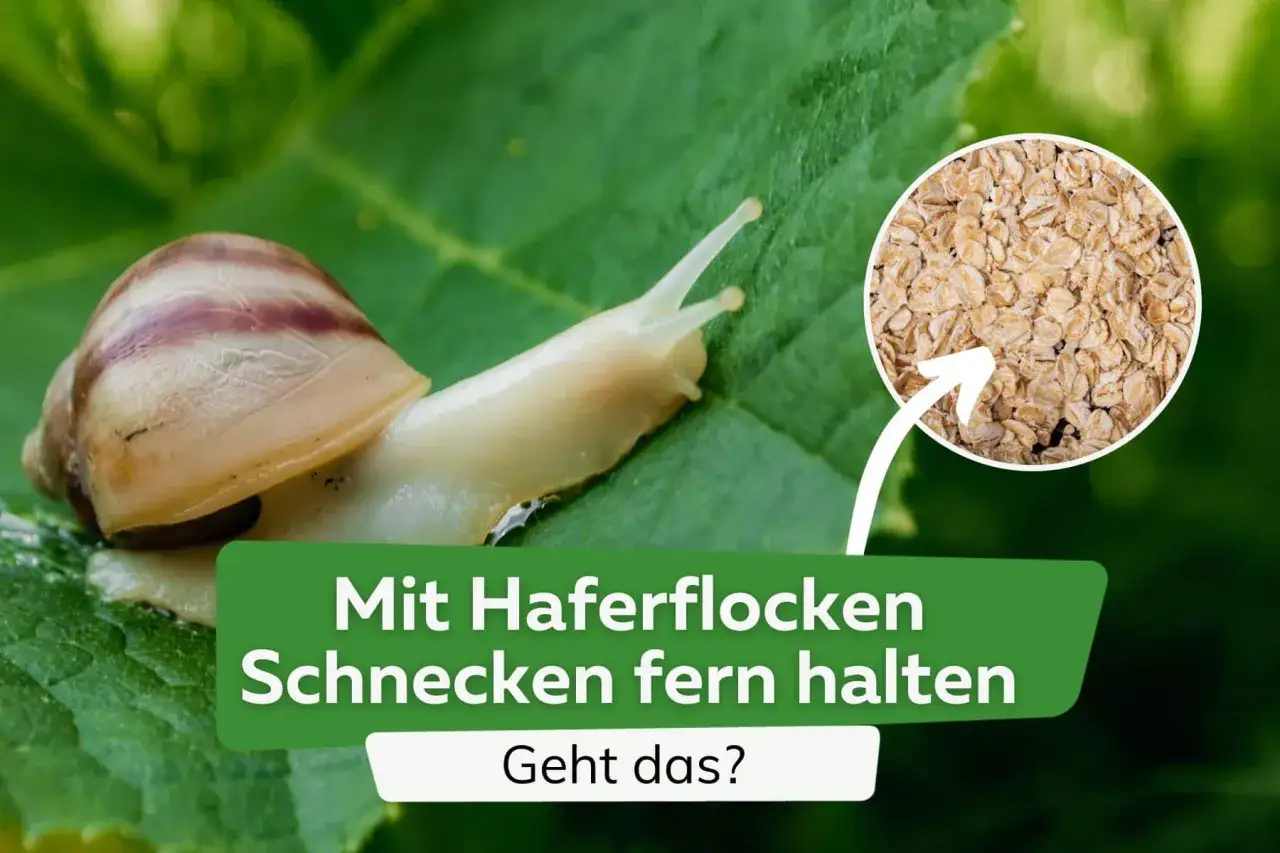 Schnecken auf einem Blatt, daneben ein Kreis mit Haferflocken. Die Frage: Haferflocken gegen Schnecken? Geht das?