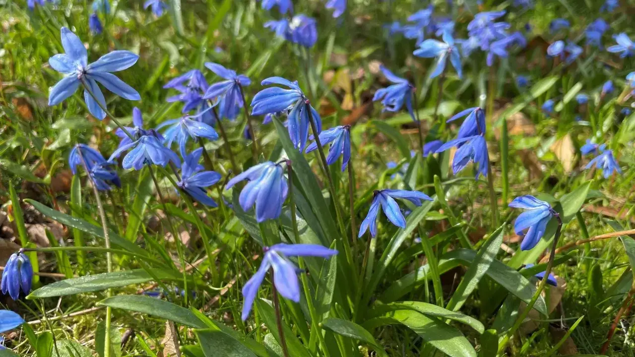 Ein Feld voller blauer Scilla-Pflanzen im Sonnenschein. Die zarten Blüten wiegen sich im Wind.