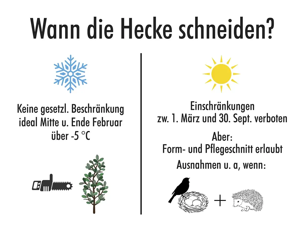 Zw. 1. März & 30. Sept. ist hecke schneiden verboten, außer für Form- & Pflegeschnitte, wenn Vögel oder Igel betroffen sind.