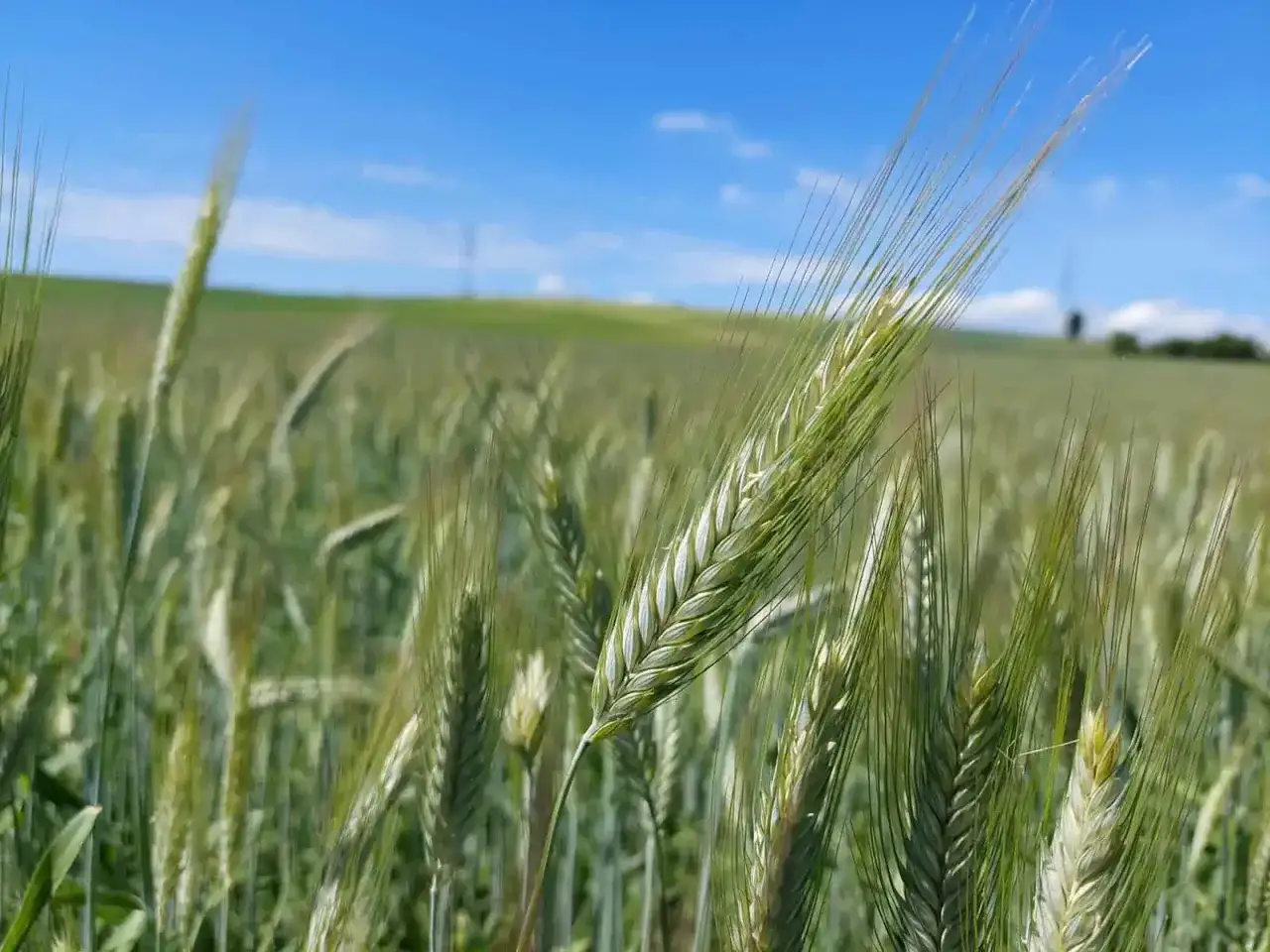 Grünes Triticale-Feld unter blauem Himmel. Nahaufnahme einer Ähre, die die Vielfalt der Triticale-Sorten zeigt.