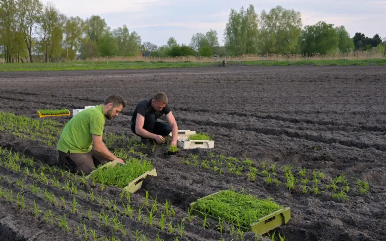 Zwei Männer pflanzen Setzlinge auf einem Feld. Der Reisanbau in Deutschland wird hier experimentell erprobt.