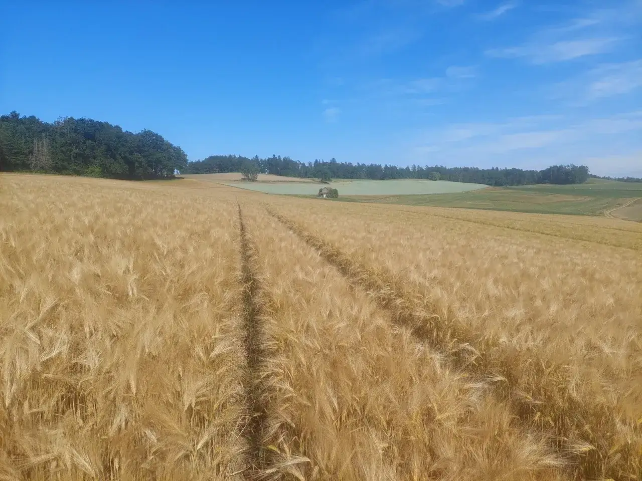 Goldgelbes Feld mit reifen weizen grannen, das sich unter einem strahlend blauen Himmel erstreckt. Im Hintergrund ein kleiner Wald und grüne Hügel.