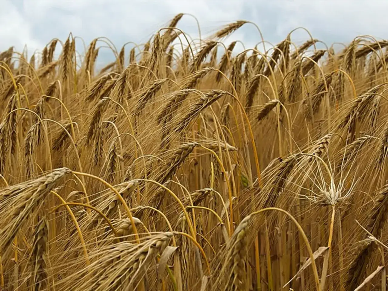 Ein Feld voller reifer Gerste, die &Auml;hren wiegen sich im Wind. So sieht Gerste aus, bereit zur Ernte.