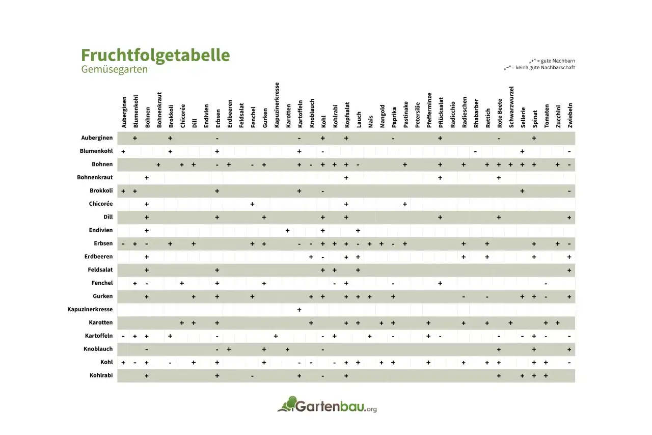 Fruchtfolgetabelle: Nach Zwiebeln sind Kohlrabi, Kohl und Kartoffeln gute Nachbarn.