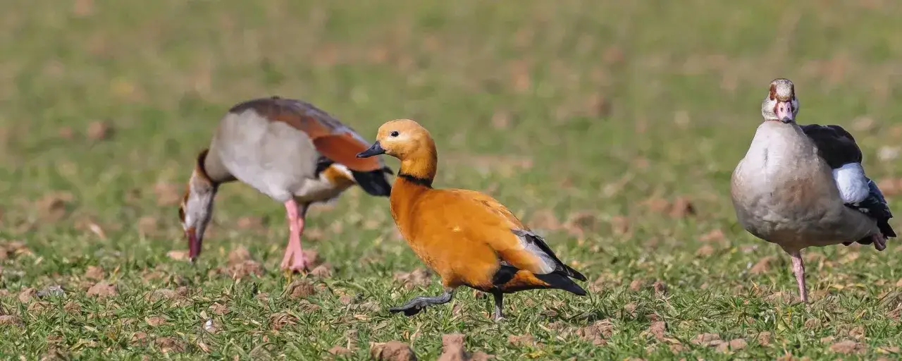 Drei Nilg&auml;nse auf einer Wiese. Eine orangefarbene Gans im Vordergrund, zwei graue im Hintergrund. Die Jagdzeit f&uuml;r Nilg&auml;nse in Bayern ist eine sensible Angelegenheit.
