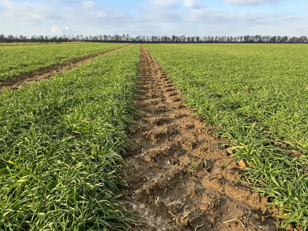 Grünes Feld mit Spuren von Traktoren, das auf verschiedene winterbraugerste sorten hinweist.