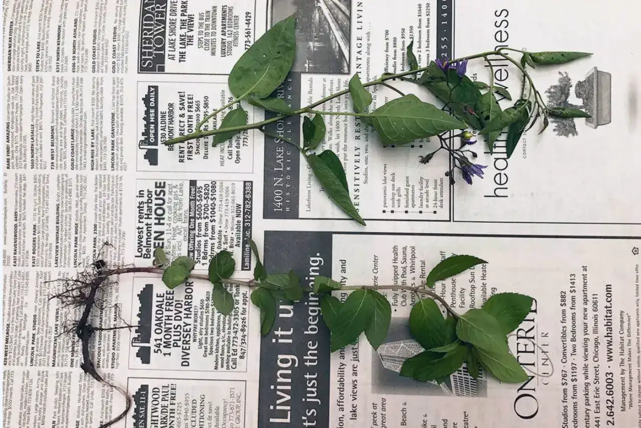 Ein Zweig mit grünen Blättern und kleinen violetten Blüten, der über Zeitungsanzeigen liegt. Ein Herbarium-Pflanzen-Fundstück.