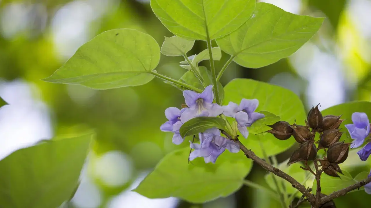 Blauglockenbaum verboten warum? Die zarten violetten Bl&uuml;ten und braunen Samenkapseln des Blauglockenbaums sind auf dem Bild zu sehen.