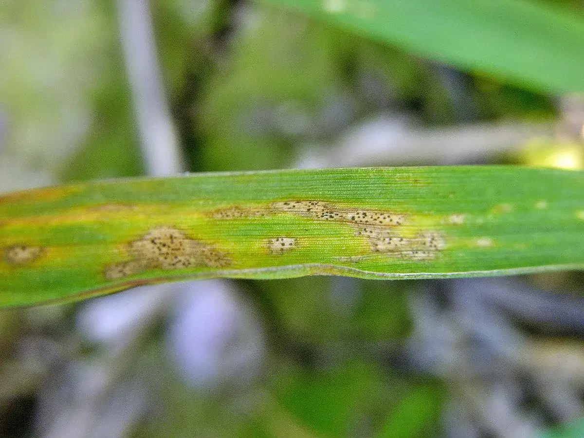Grünes Weizenblatt mit gelblichen Flecken und dunklen Sporen, Anzeichen von Septoria tritici.