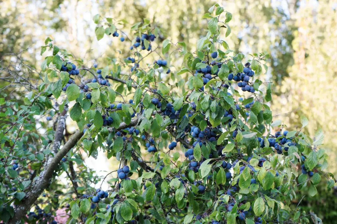 Ein Busch mit vielen reifen Schlehen, die an den Zweigen hängen. Die dunkelblauen Früchte sind bereit zur Ernte.